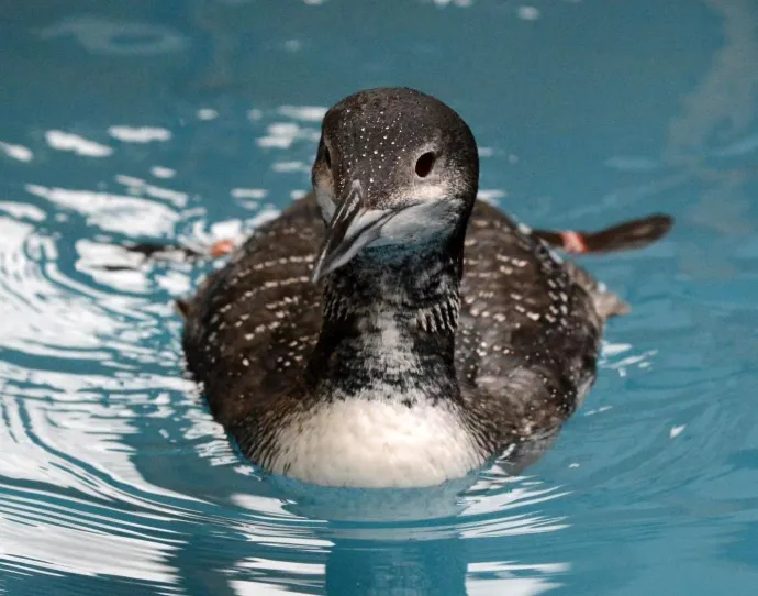 Loon in pool
