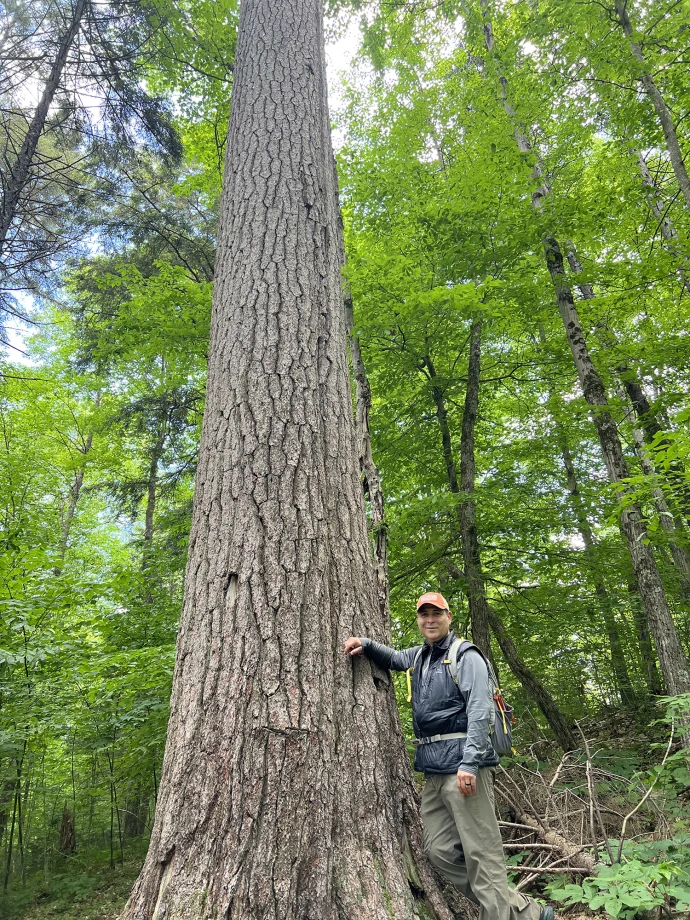 Big tree