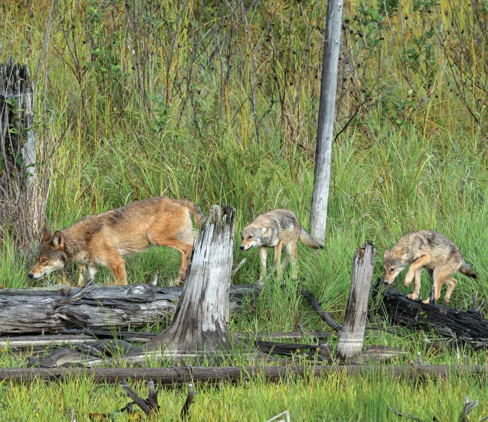 Wolfpups