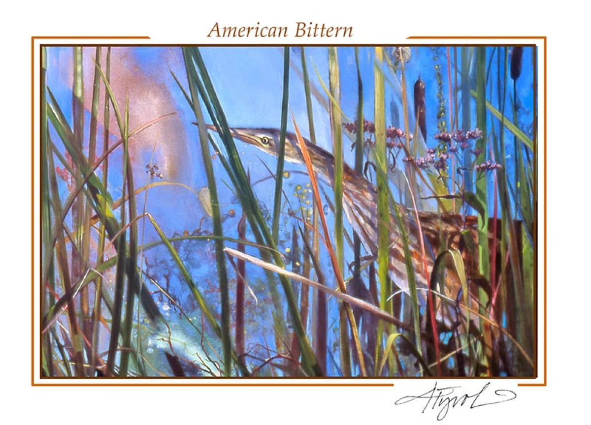 American Bittern
