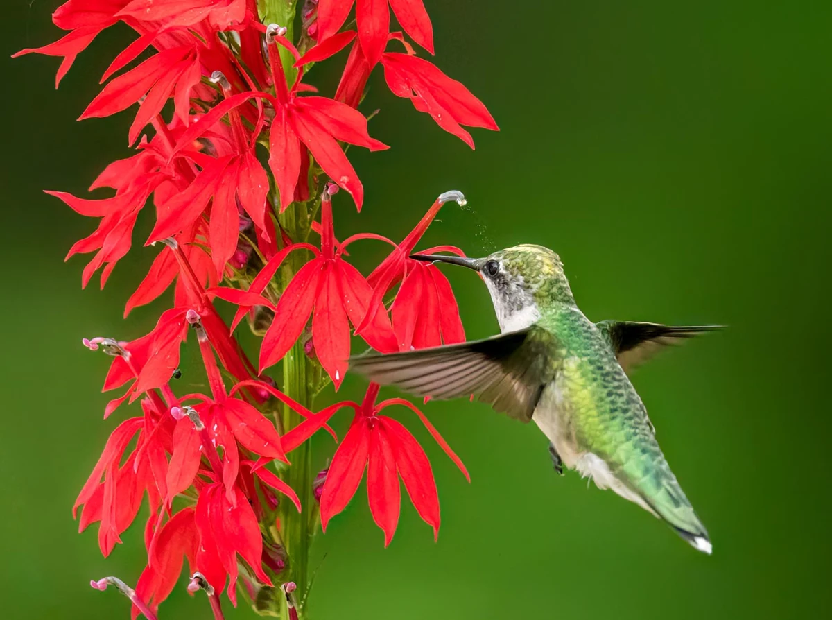Anther dropping pollen