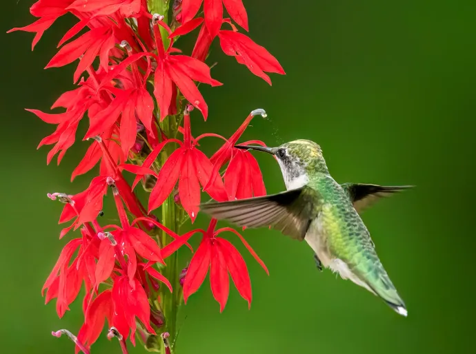 Anther dropping pollen