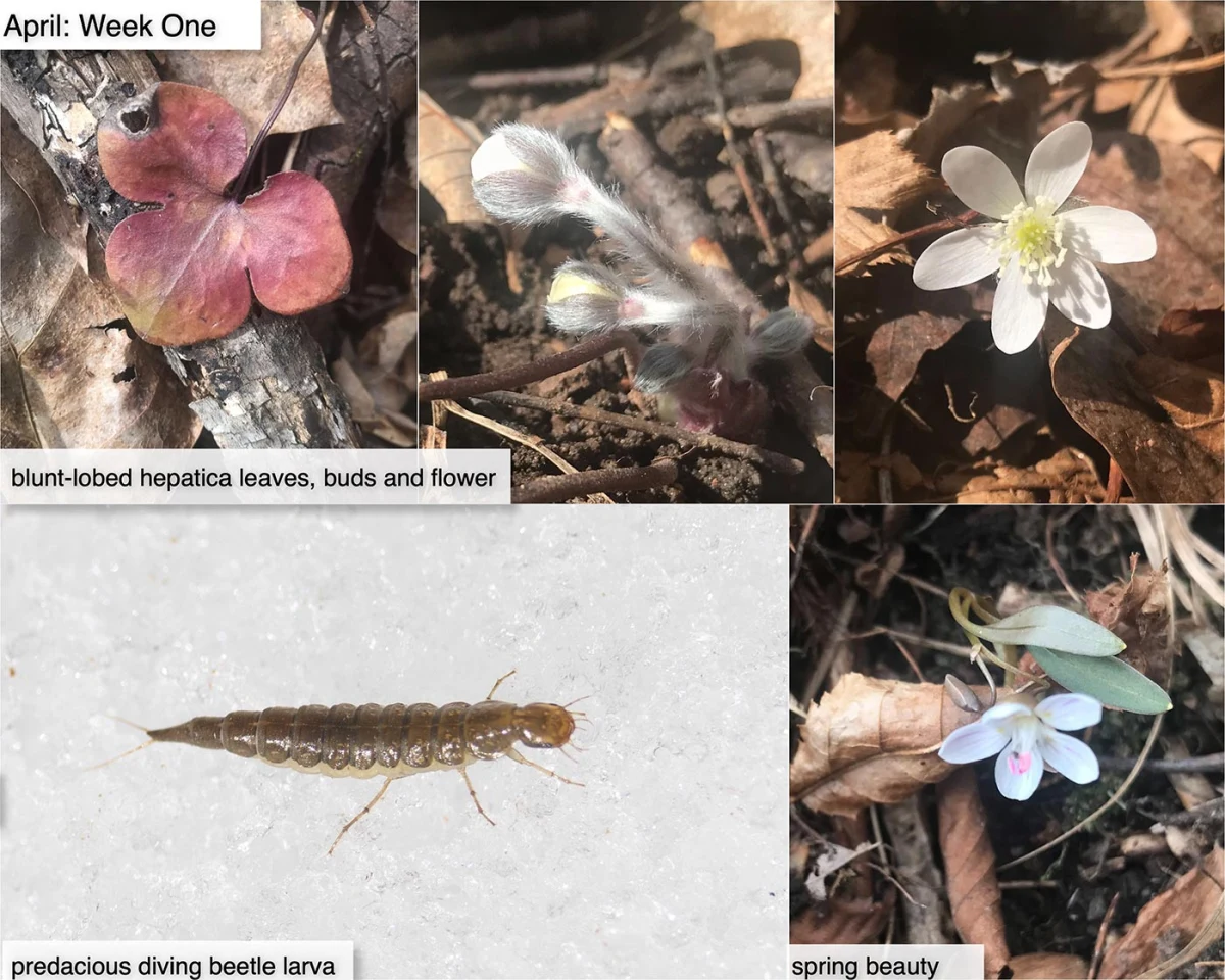 April nature