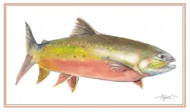 Arctic charr thumbnail