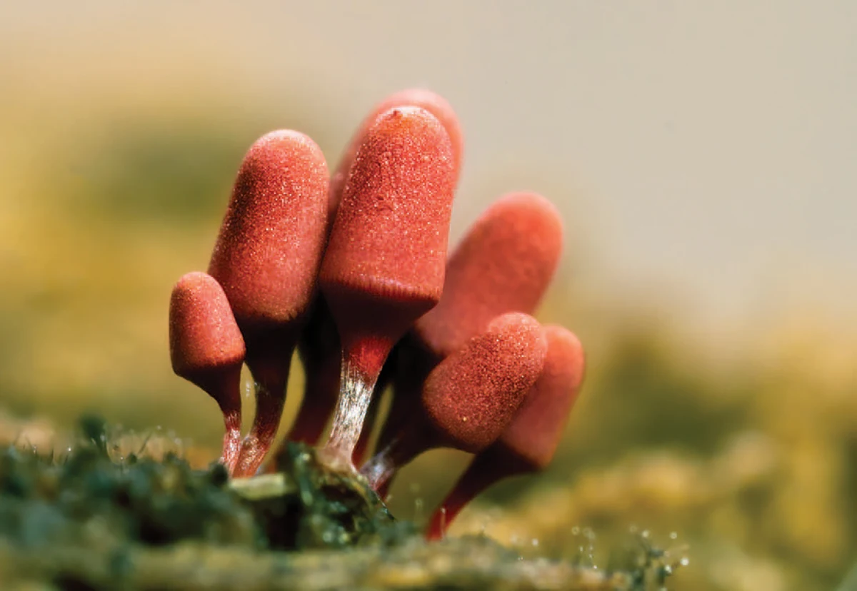 Carnival candy slime mold