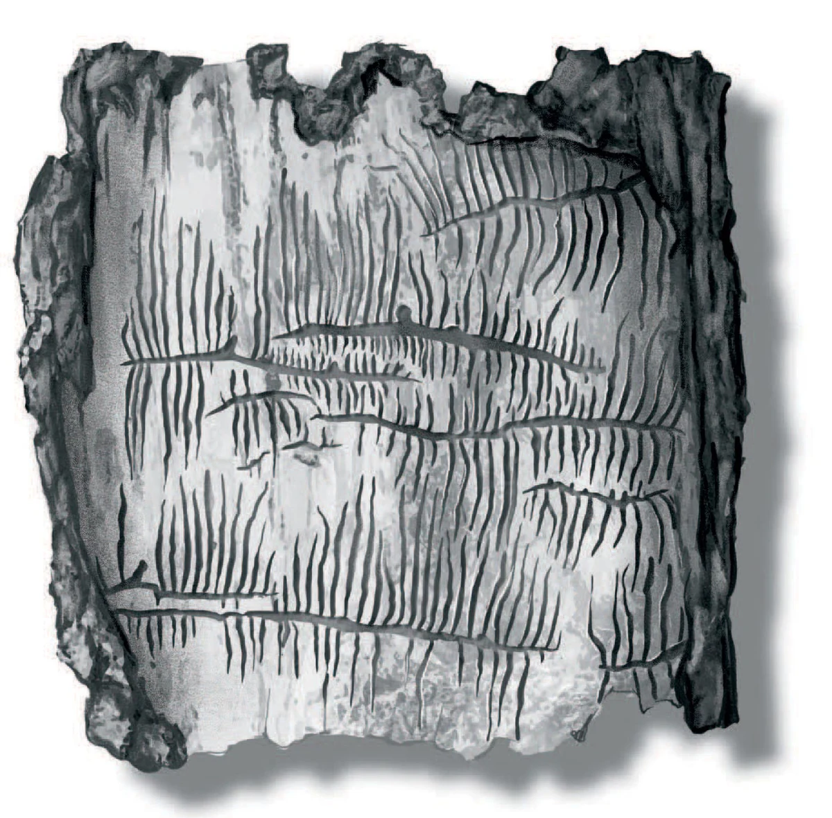 Ash bark beetles