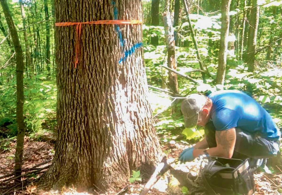 Ash tree injection