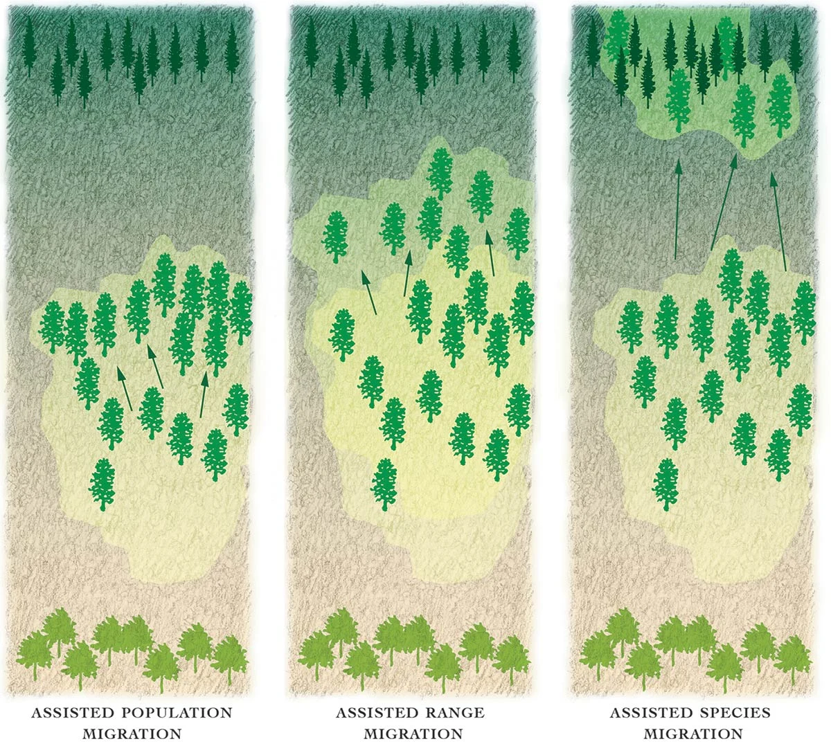 Assisted tree migration