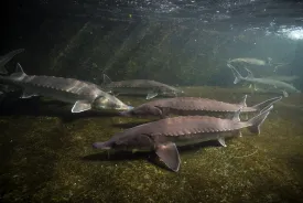 Atlantic sturgeon thumbnail