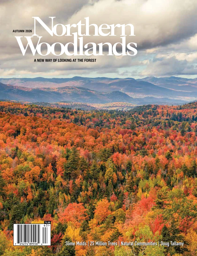 Northern woodlands
