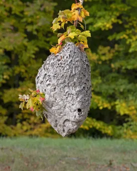 Bald faced hornet nest thumbnail