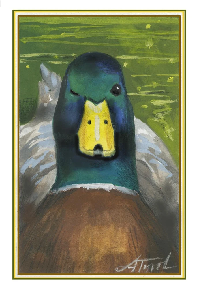 Duck sleep