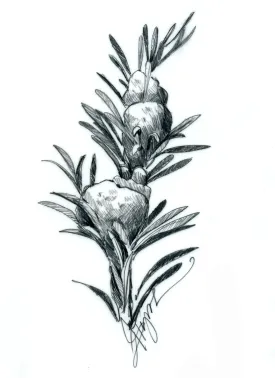 Balsam woolly adelgid thumbnail