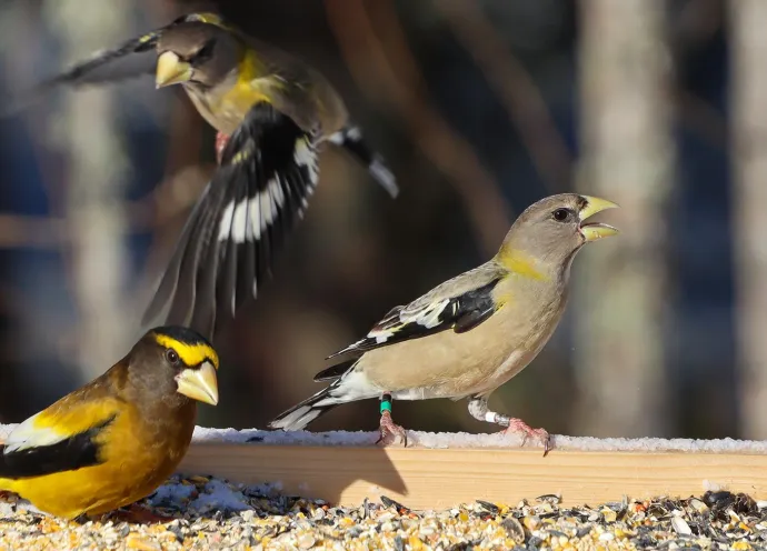 Banded bird