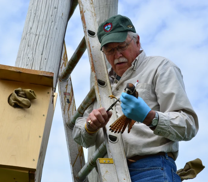 Kestrel banding