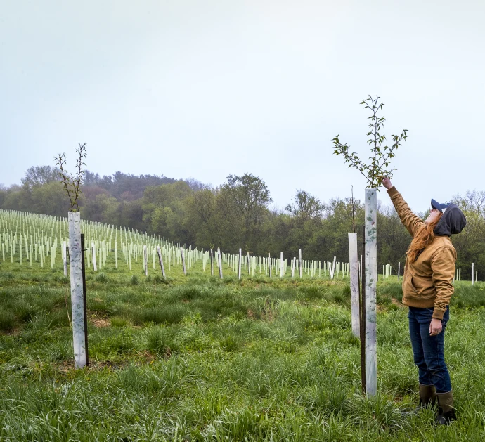 battaglia-fifteen-thousand-trees.jpg