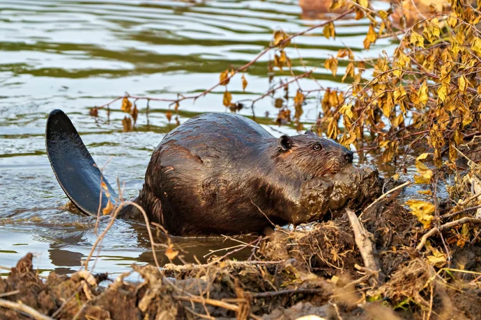 Beaver working mud