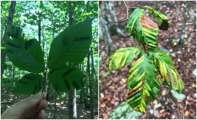 Beech leaf disease