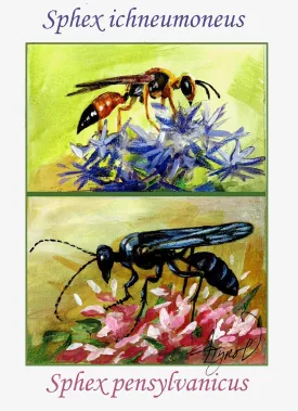 Digger wasps thumbnail