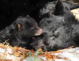 Black bear thumbnail