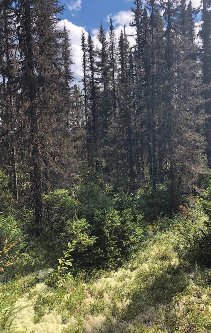 Black spruce