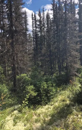 Black spruce thumbnail