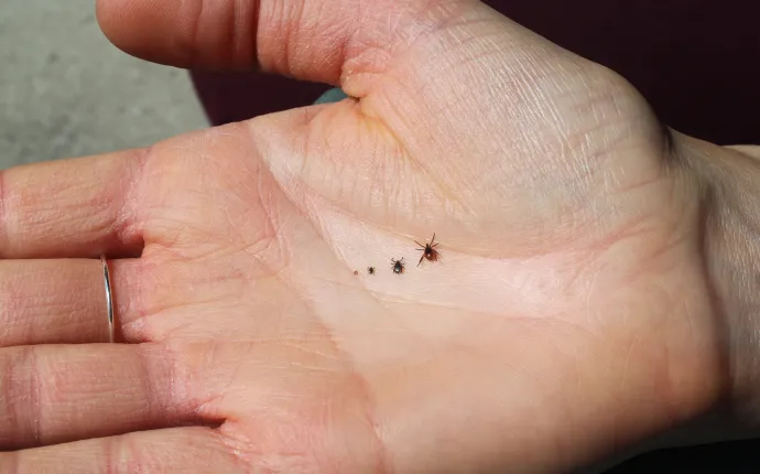 Blacklegged ticks