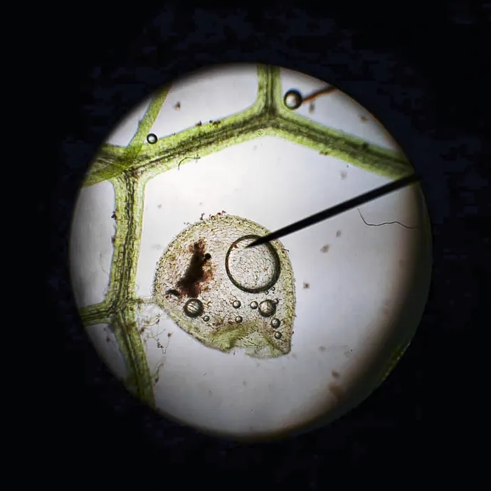Microscopic bladderwort