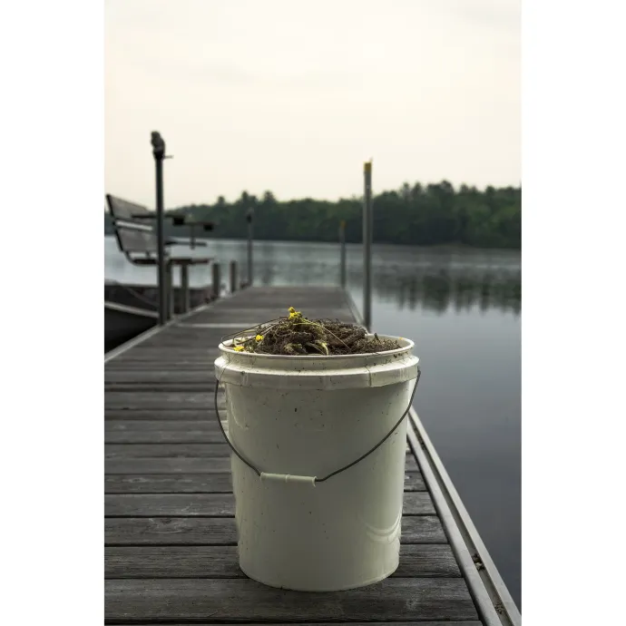 Bladderwort