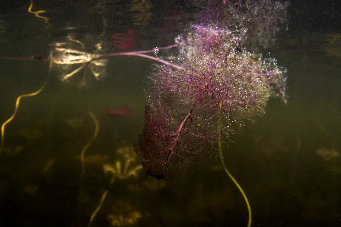 Bladderwort sacs