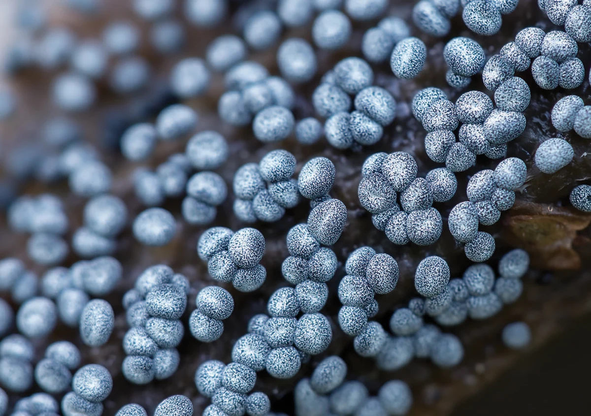 Blue slime mold