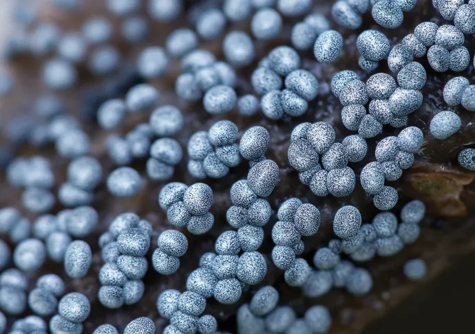 Blue slime mold