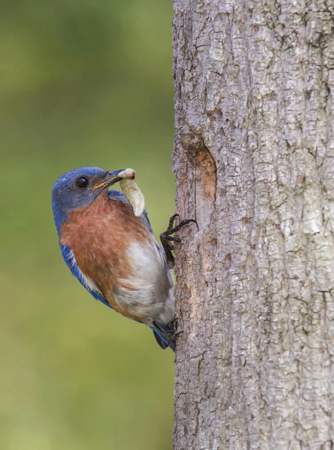 Bluebird