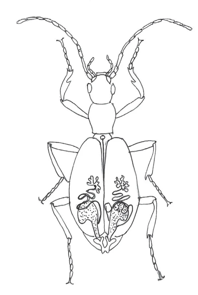 Beetle insides