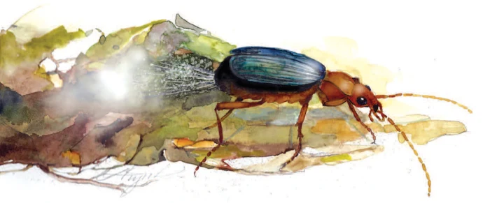 bombardier-beetle-spray.jpeg