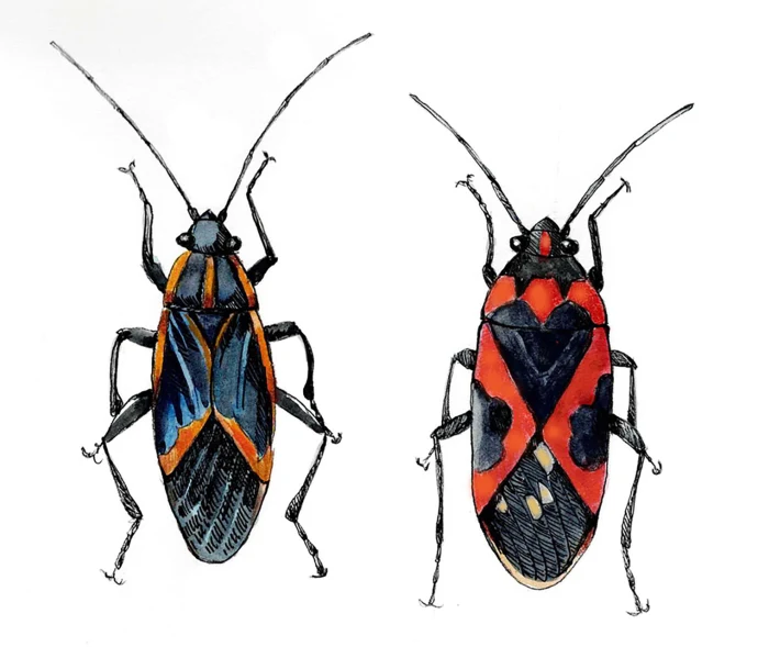 Boxelder vs milkweed