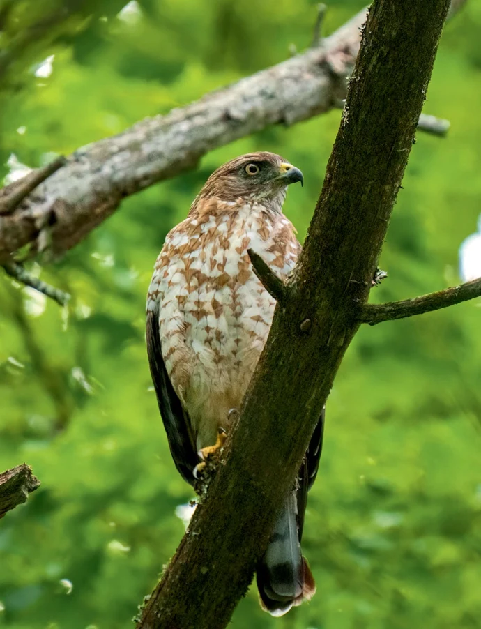 Broad winged hawk