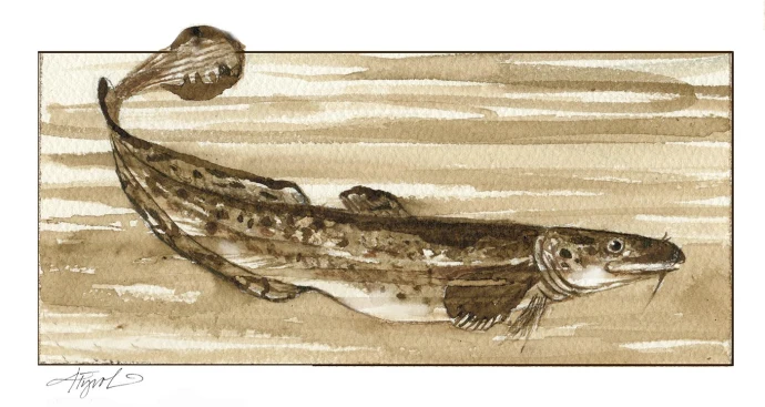 Burbot