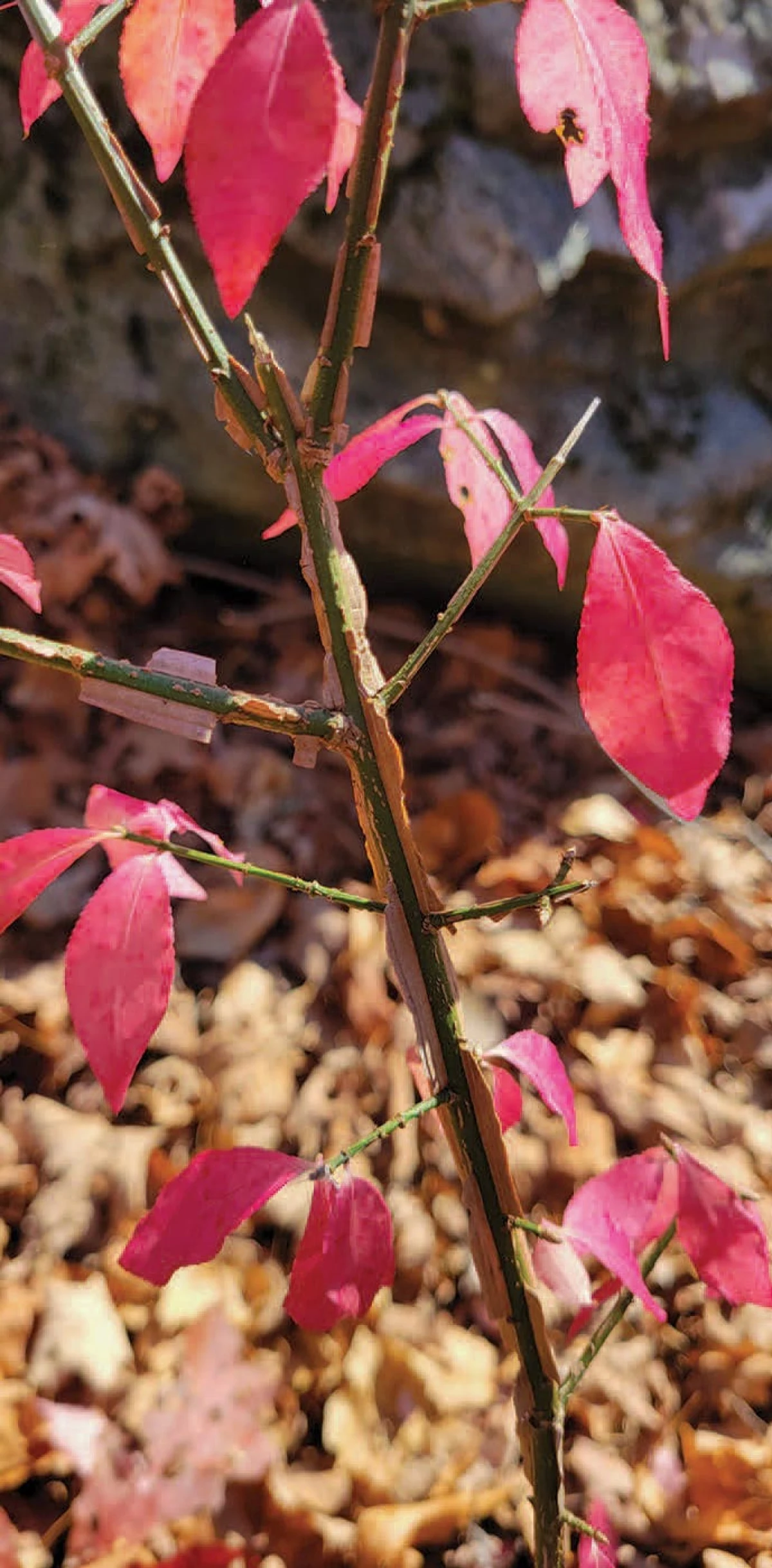 Burning bush