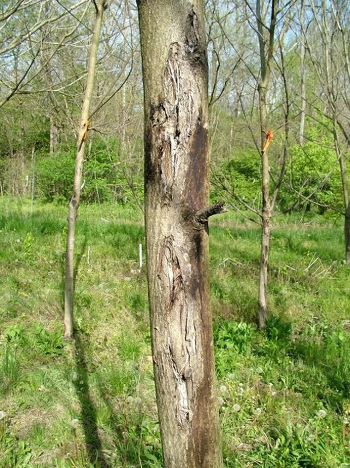 butternut_canker_farlee_1.jpg
