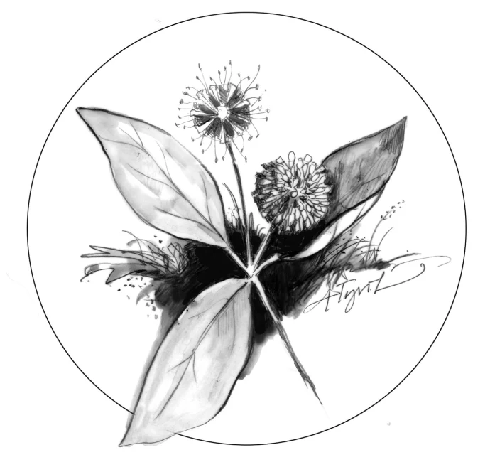 Buttonbush