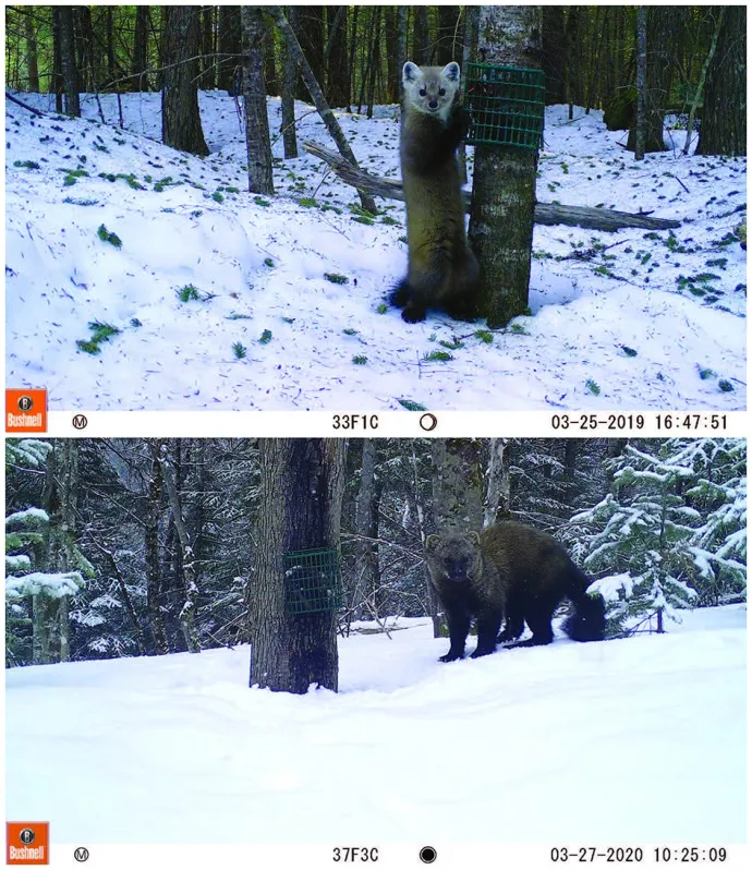 Camera trapping
