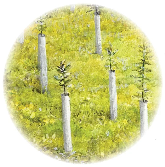 Forest carbon