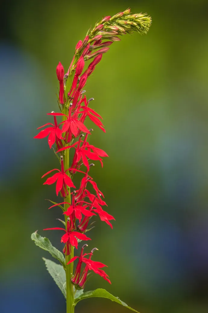 Cardinal flower