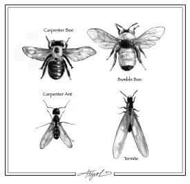 Carpenter bees and ants thumbnail