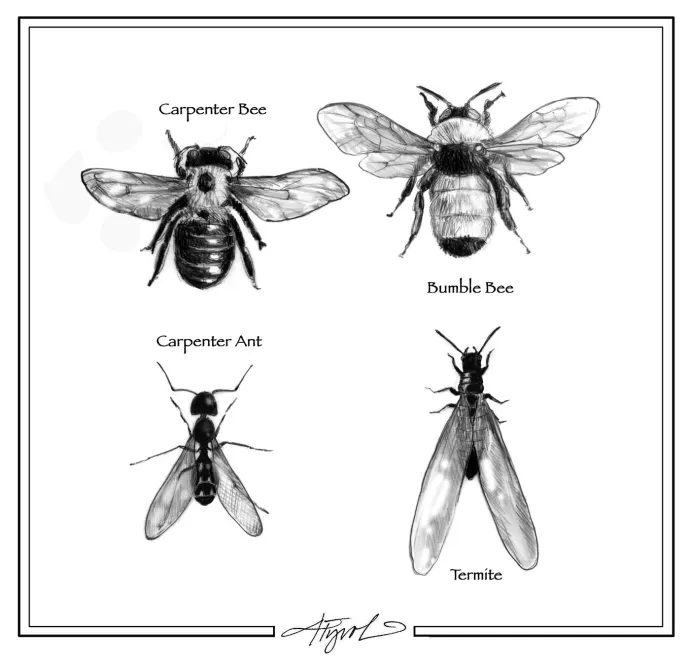 Carpenter bees and ants