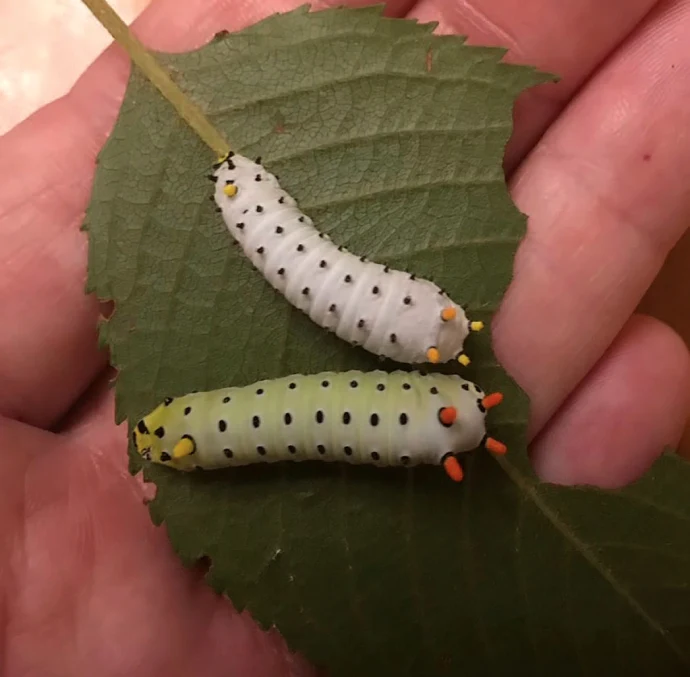 Caterpillars