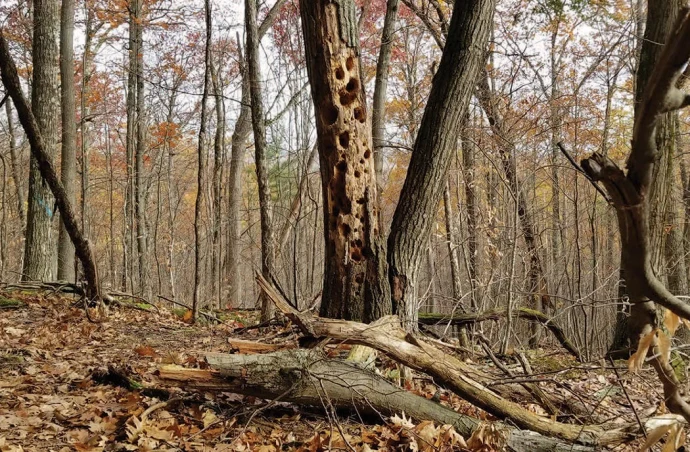 Cavity tree