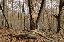 Cavity tree thumbnail