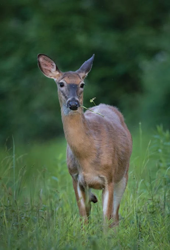 Deer